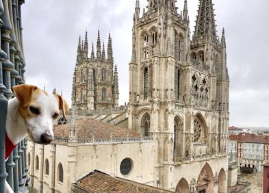 Imagen secundaria 1 - Arriba, Pablo Muñoz y 'Pipper' en Arribes del Duero. En medio, desde el hotel, con la catedral de Burgos al fondo. Abajo, en barco turístico por el Guadalquivir (Sevilla).