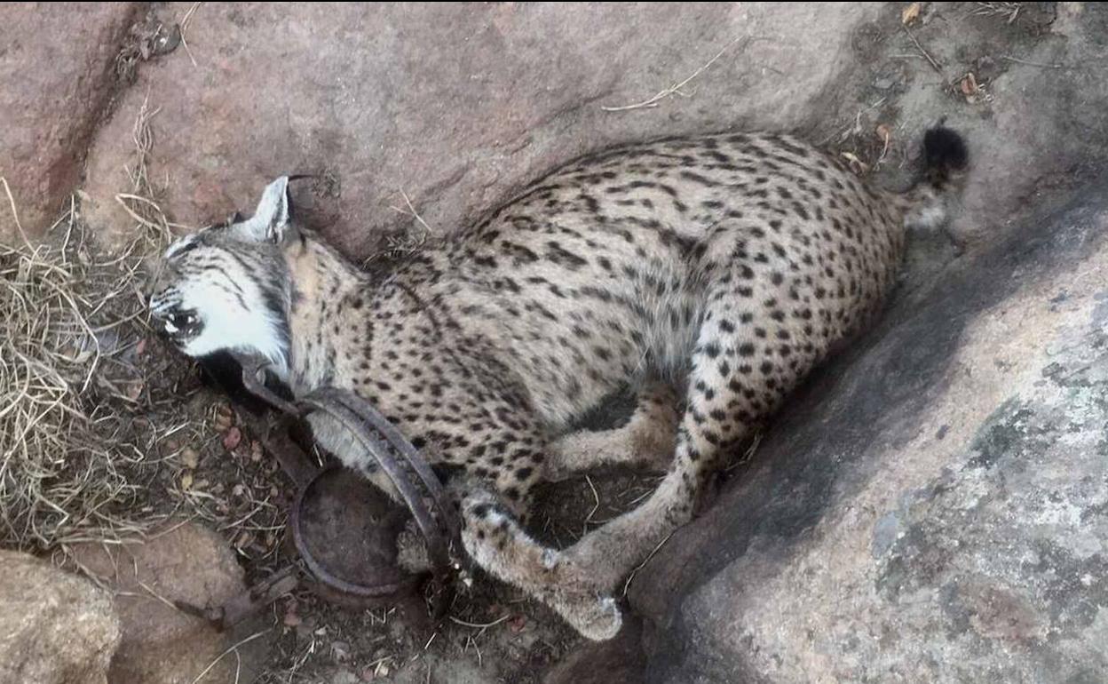 Lince muerto por un cepo en Toledo, en 2019.
