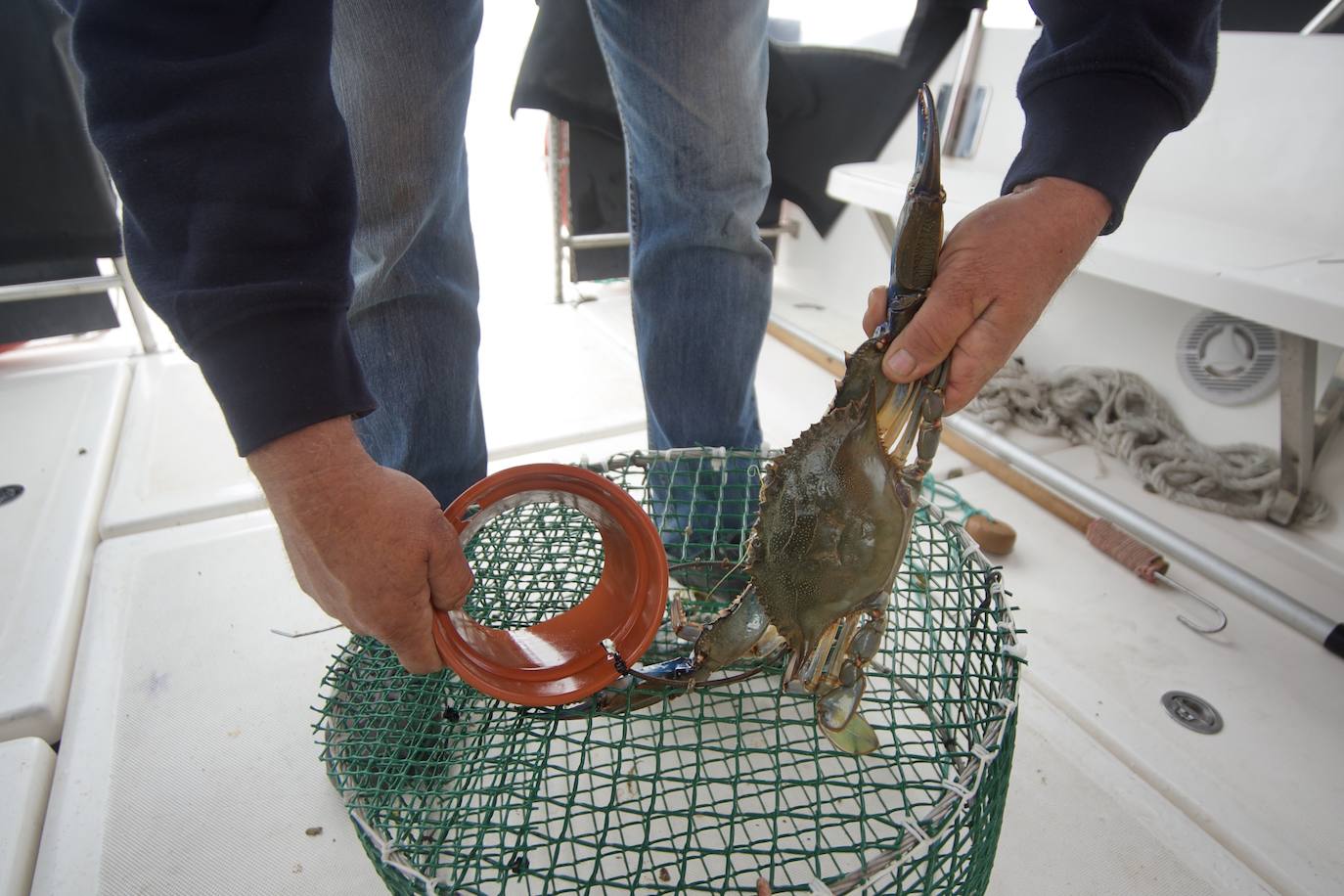 Fotos: Pesca y estudio del cangrejo azul, la especie invasora más temida en el Mar Menor