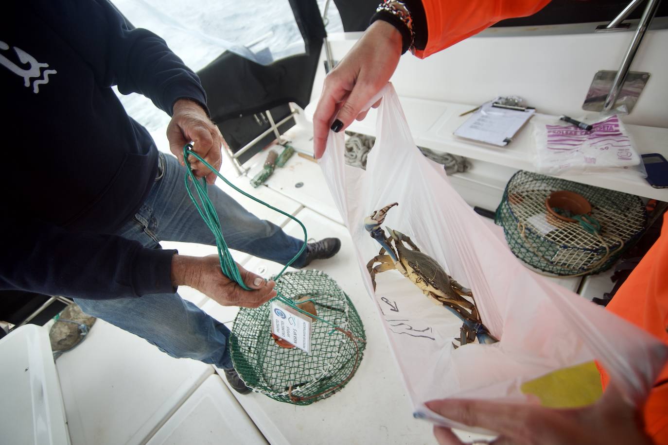 Fotos: Pesca y estudio del cangrejo azul, la especie invasora más temida en el Mar Menor