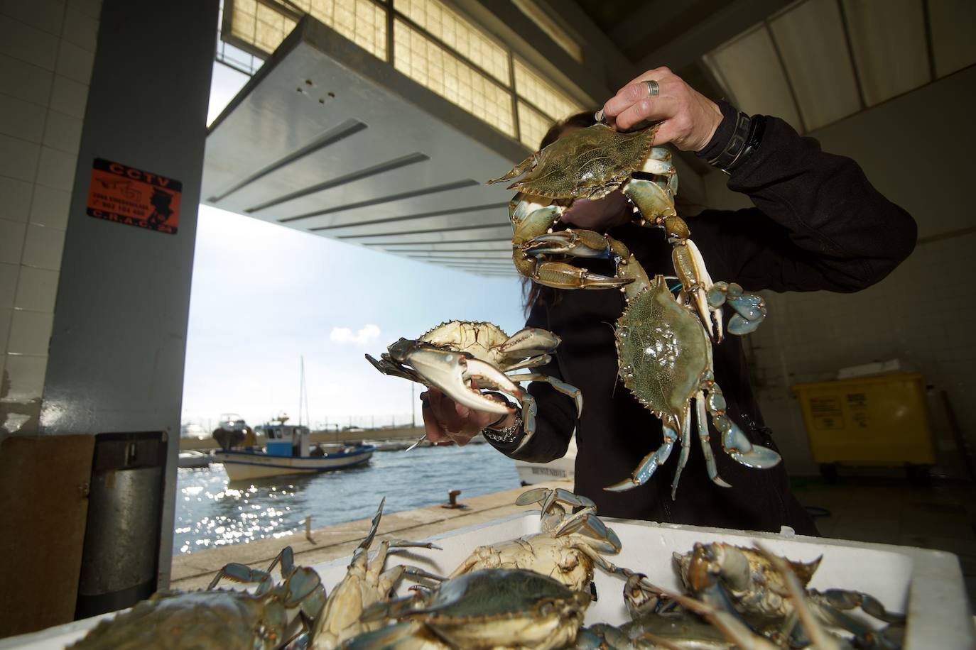 Fotos: Pesca y estudio del cangrejo azul, la especie invasora más temida en el Mar Menor