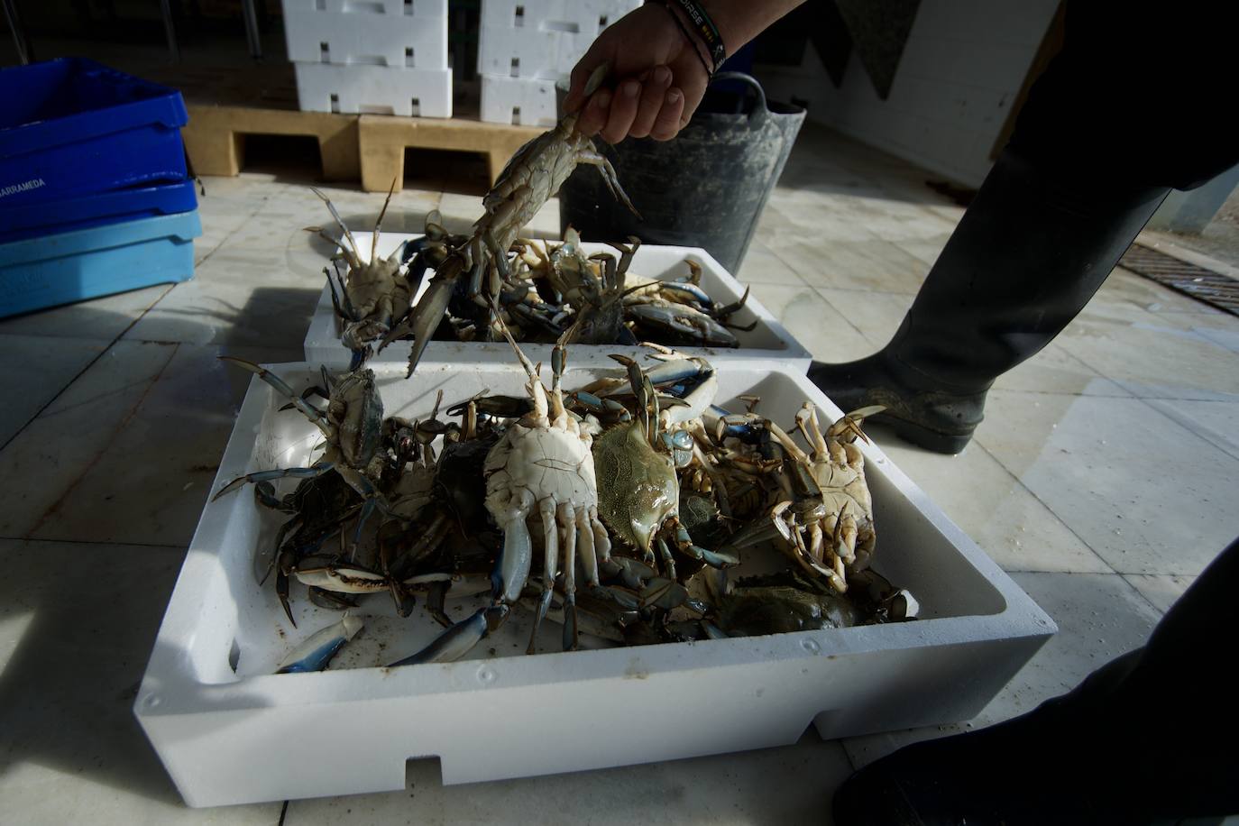 Fotos: Pesca y estudio del cangrejo azul, la especie invasora más temida en el Mar Menor