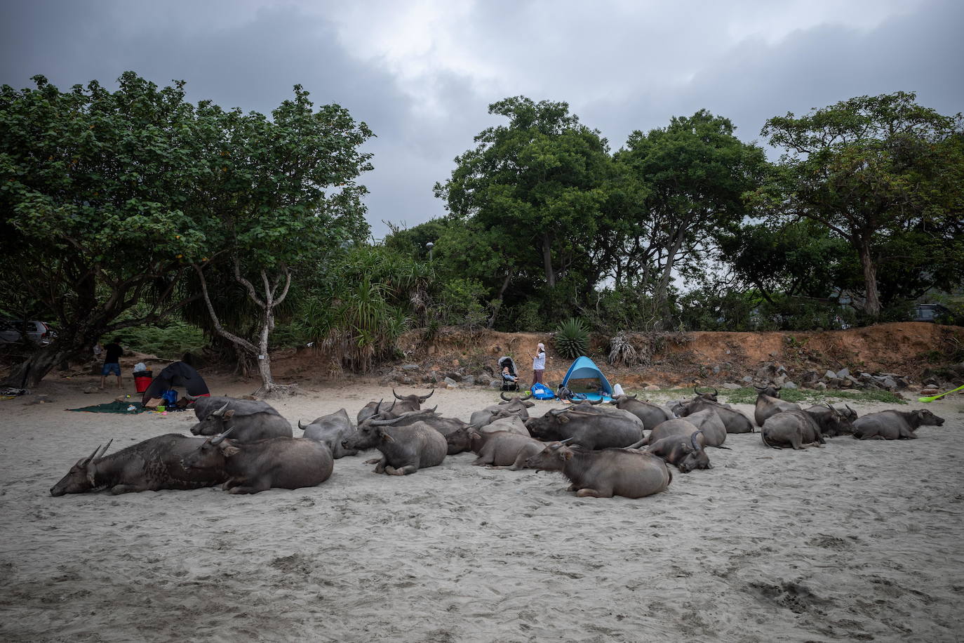Fotos: Búfalos sin arroz