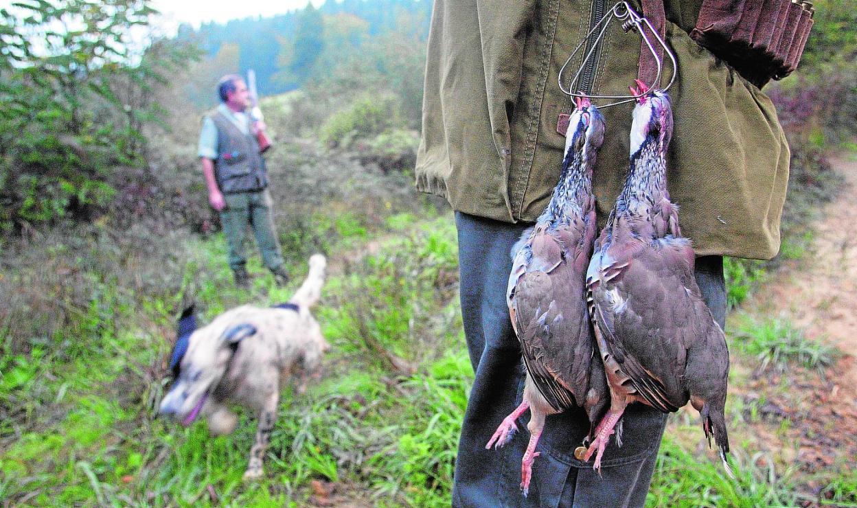 Caza de perdices con perro. 