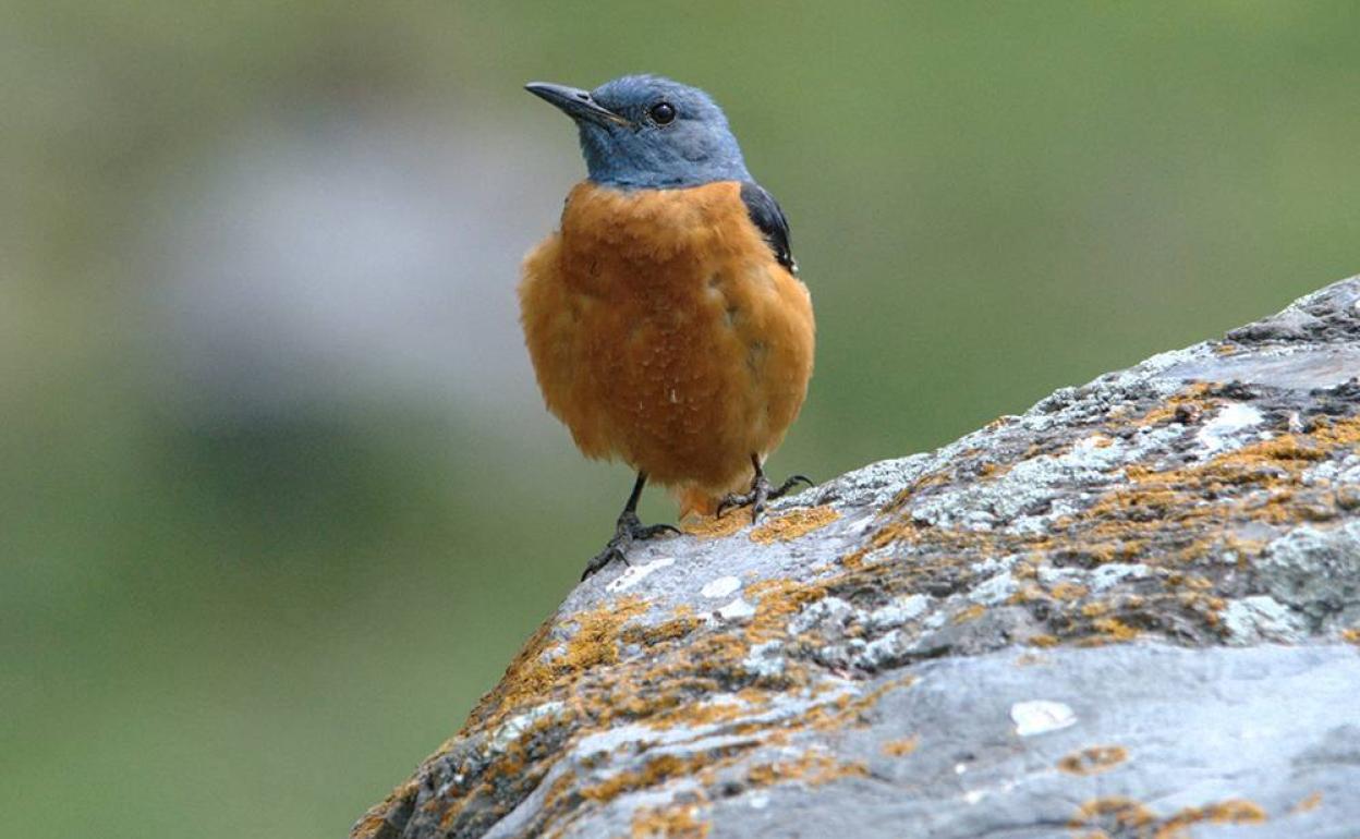 Roquero rojo, especie que ha descendido más de un 95%.