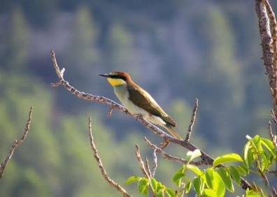Imagen secundaria 1 - Abejaruco en el monte Arabí. | Pared conocida como El Cerebro. 