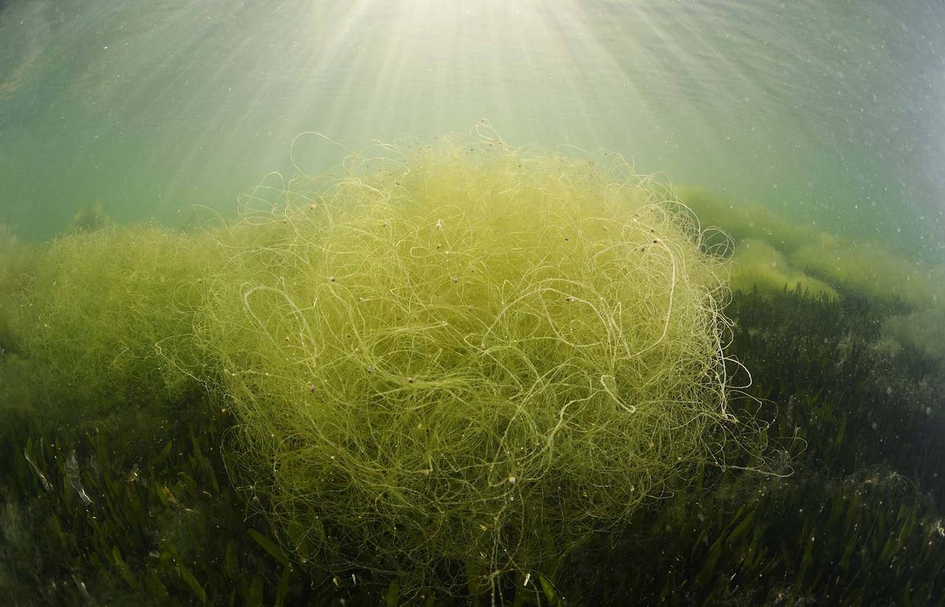 Alga Cabello de ángel.