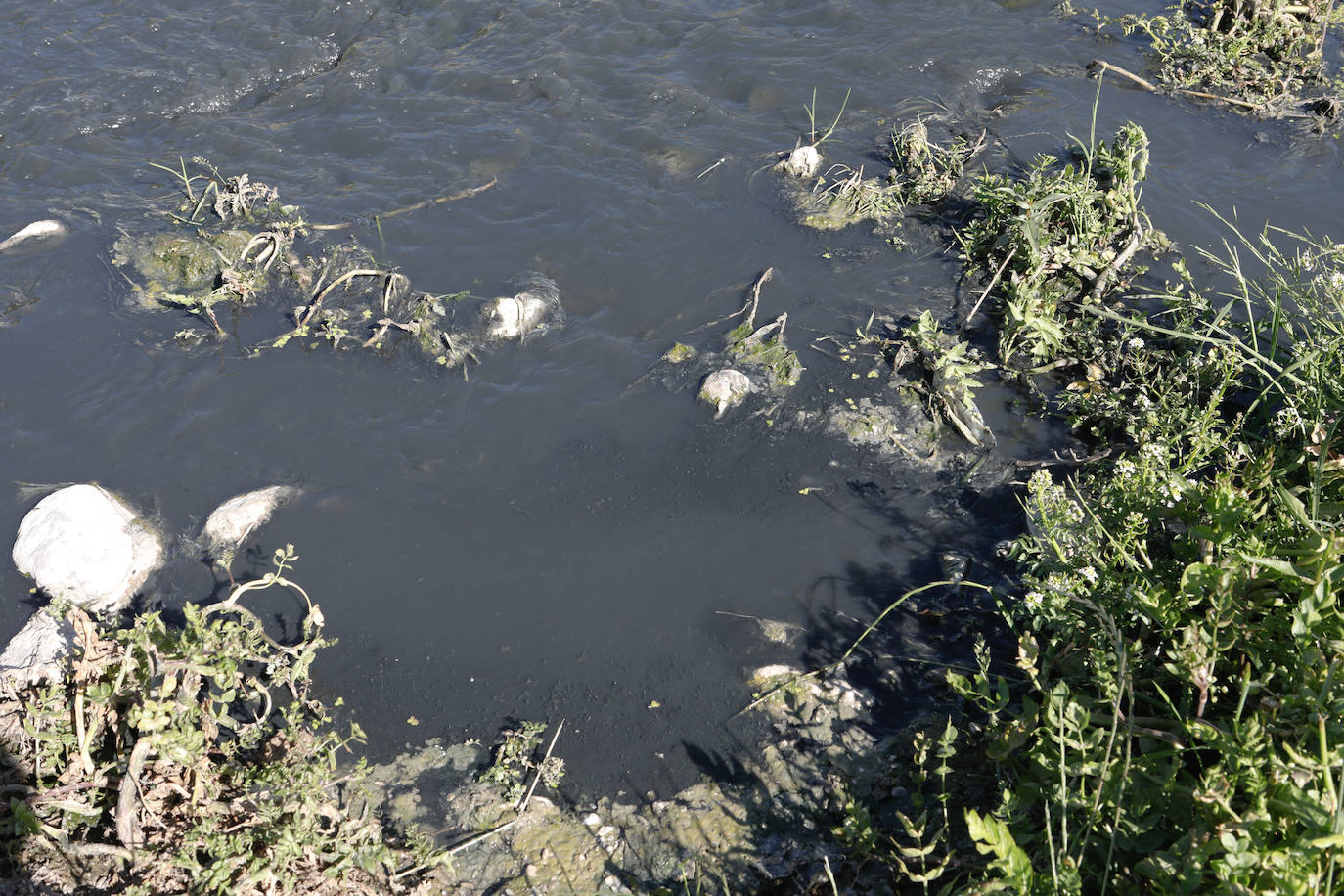 Fotos: El río Vélez, una cloaca a cielo abierto