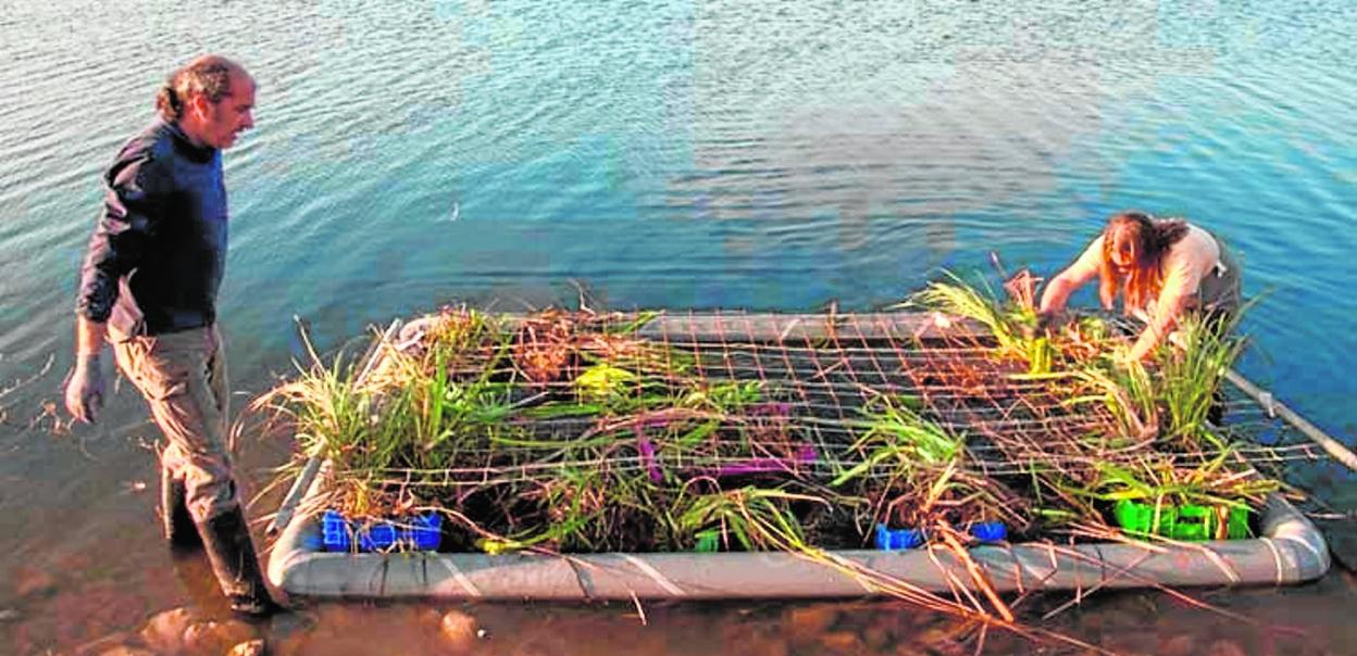 Isla flotante construida para aves acuáticas. 
