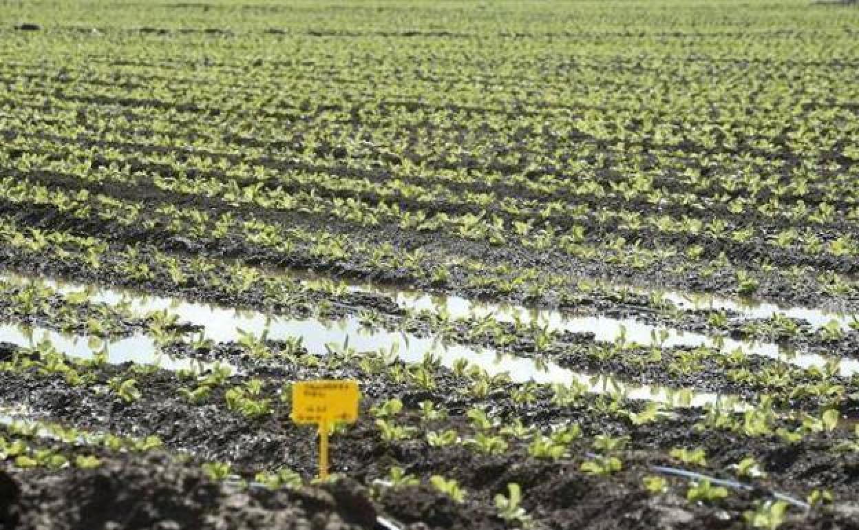 Una plantación agrícola en la Región de Murcia.