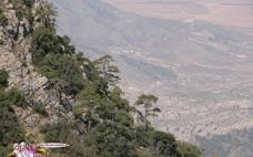 Pinar blanco del Carche