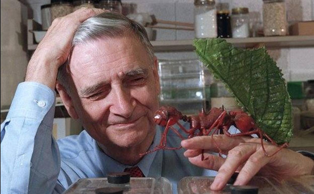 El biólogo y divulgador científico Edward O. Wilson, con la maqueta de una hormiga.