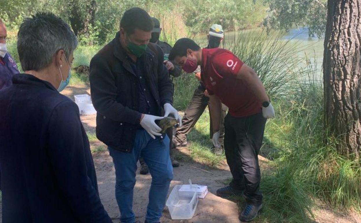 La Comunidad Autónoma devuelve a la naturaleza a seis galápagos leprosos.