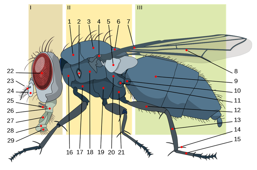 Anatomía de una mosca doméstica mostrando los calípteros (5) y un halterio (10). .