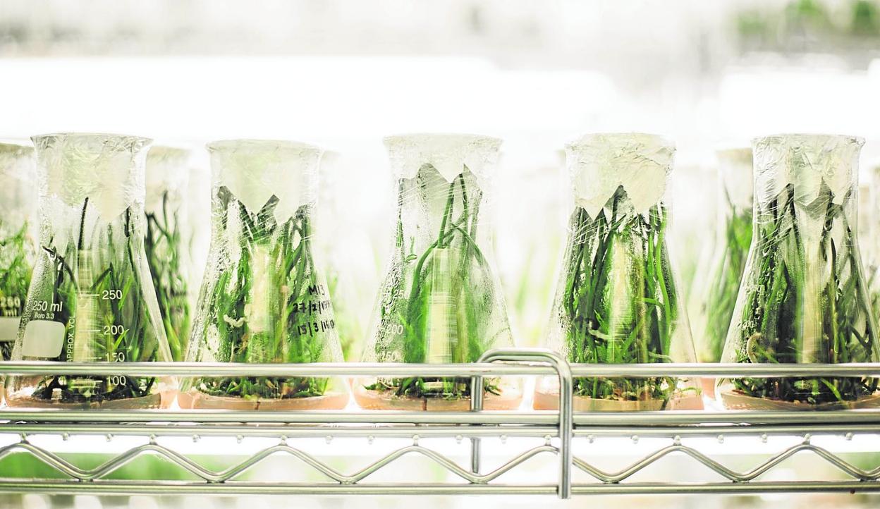 Investigación agraria en laboratorio. 