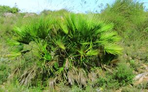 Palmito (&#039;Chamaerops humilis&#039;)