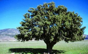 Enebro (&#039;Juniperus oxycedrus&#039;)