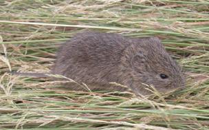Topillo de cabrera (&#039;Iberomys cabreae&#039;)