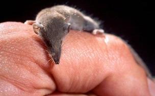 Musgaño enano (&#039;Suncus etruscus&#039;