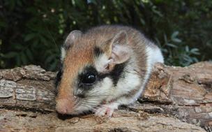 Lirón careto (&#039;Eliomys quercinus&#039;)