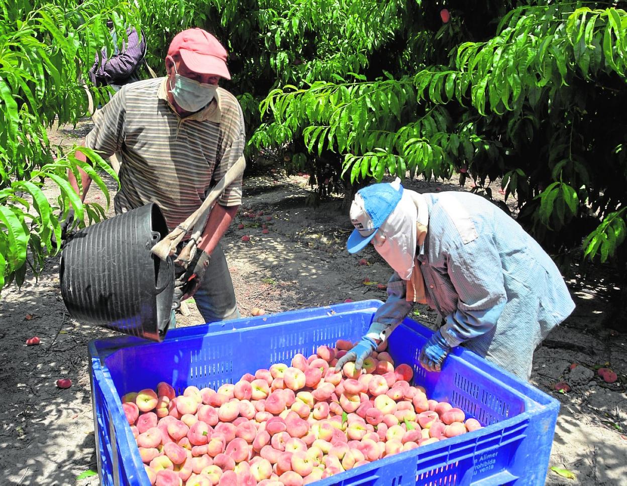Dos jornaleros recogen fruta de hueso en una finca de Cieza, el pasado viernes. 
