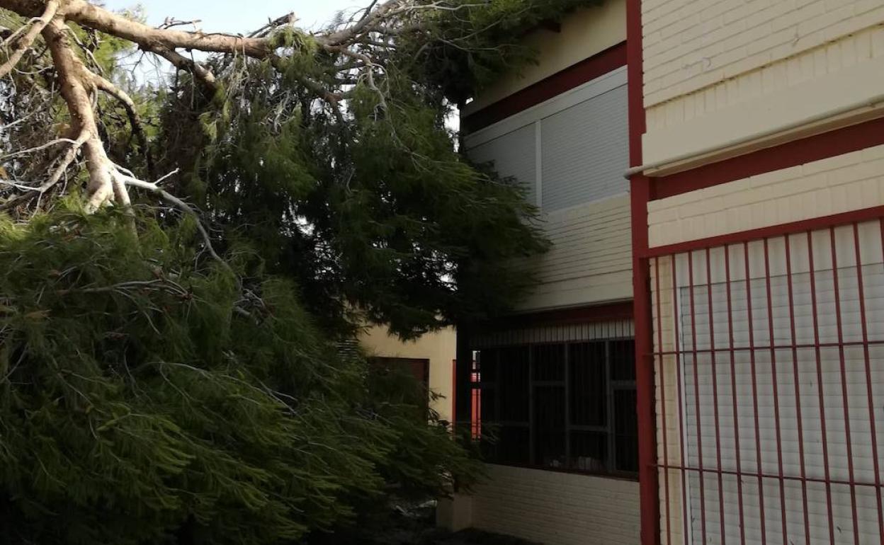 El árbol caído en el tejado del colegio CEIP Pablo Gil Castillo de Sangonera la Seca. 