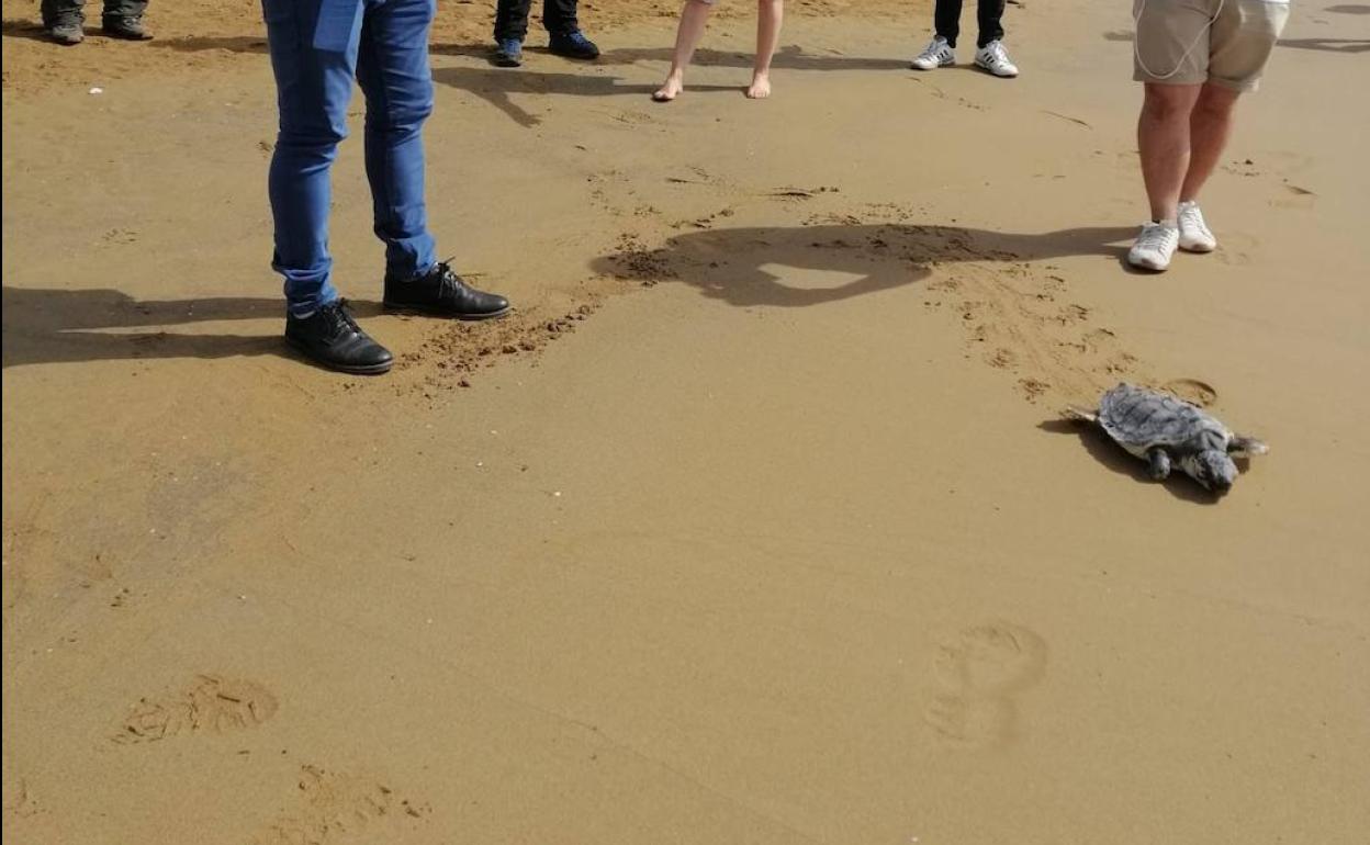Suelta de una tortuga boba en la playa de Calblanque.
