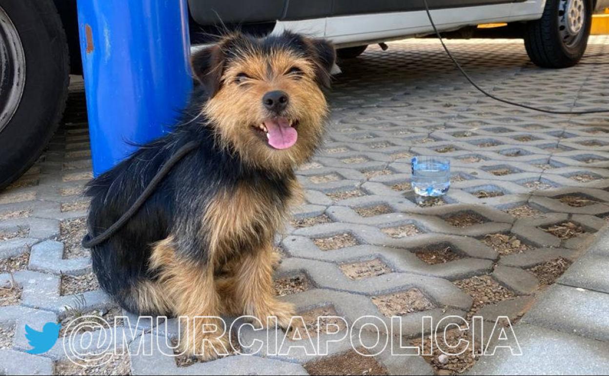 Imagen del perro perdido.