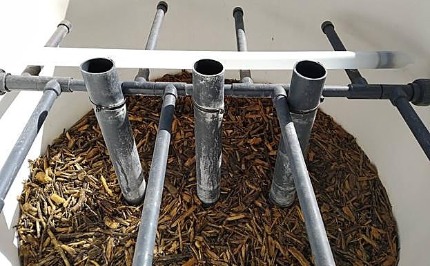 Astillas de cítricos en un ensayo de la iniciativa de la UPCT. 