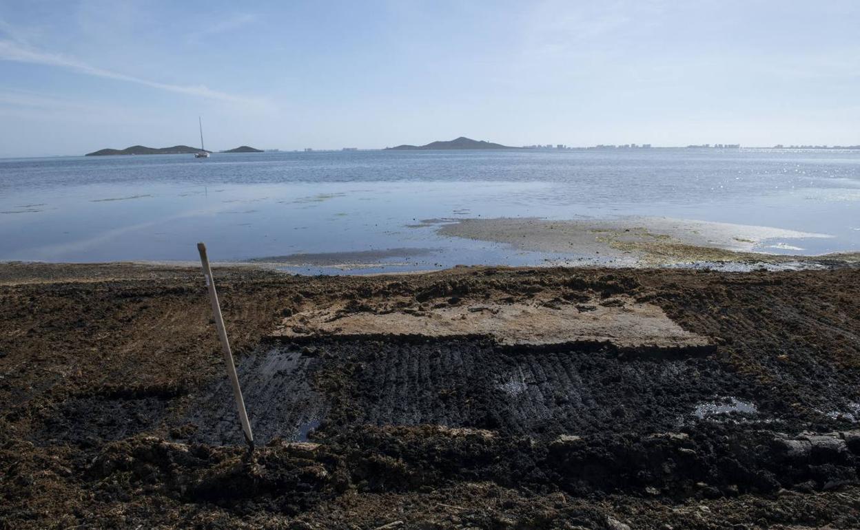 Fangos y biomasa acumulada en la orilla del Mar Menor, en Los Urrutias (Cartagena).