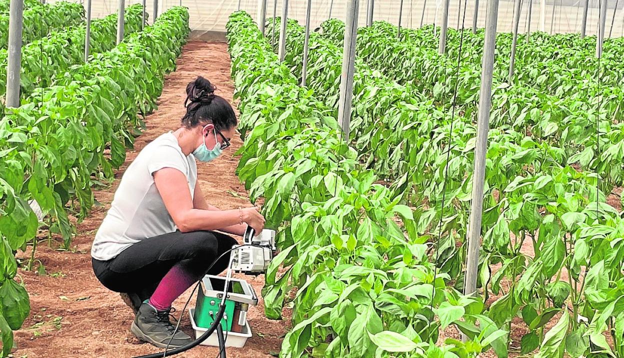 Trabajo durante las pruebas con el nuevo producto de la cátedra FMC-UPCT. 