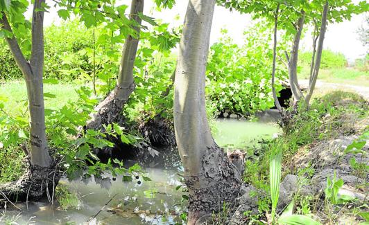 Parte de la arboleda que podría desaparecer. 