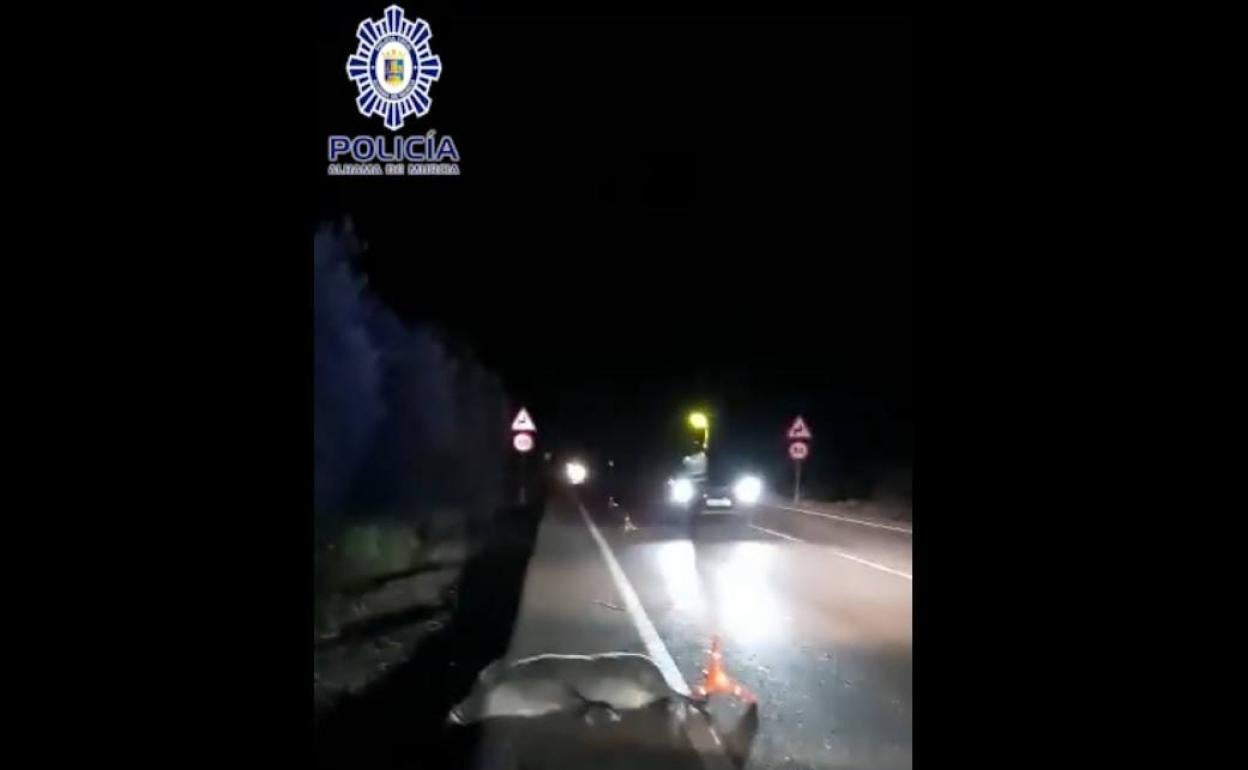 El jabalí de más de 100 kg que parece haber ocasionado el accidente. 