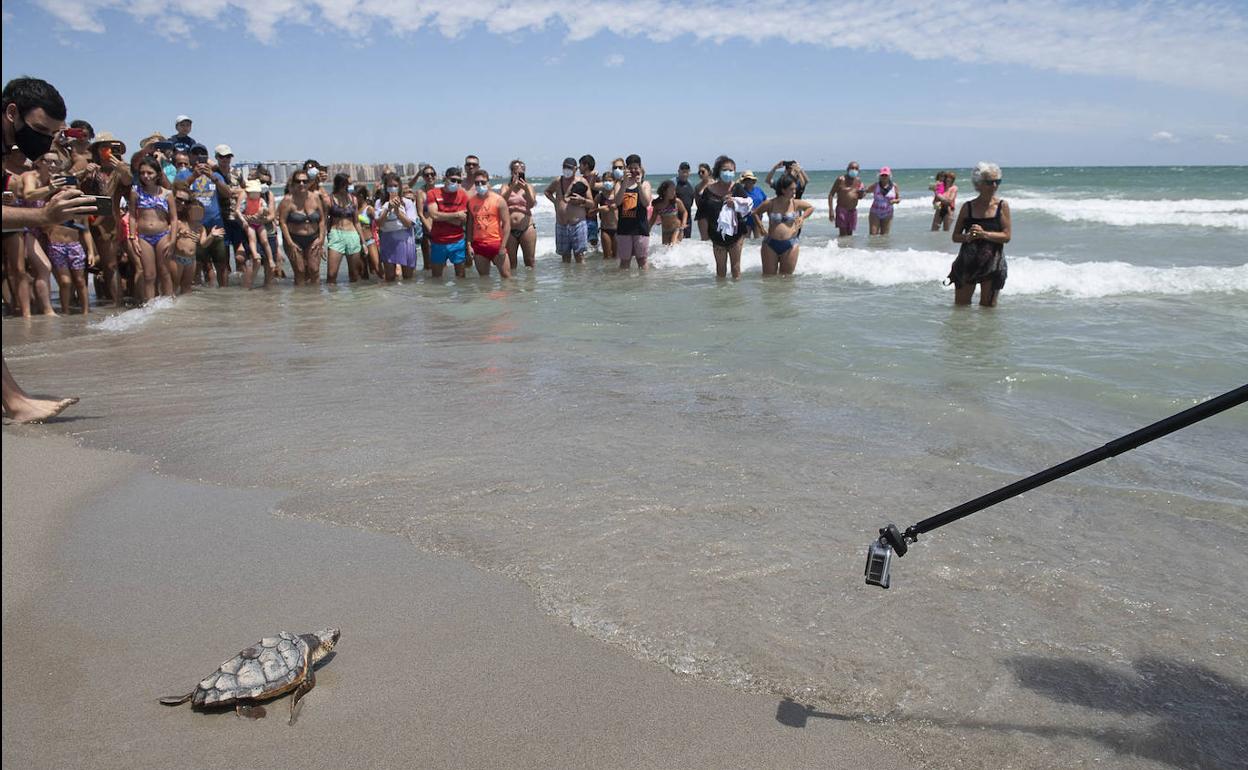 Un grupo de veraneantes observa cómo una de las diez tortugas bobas entra en el mar, ayer, en La Manga.