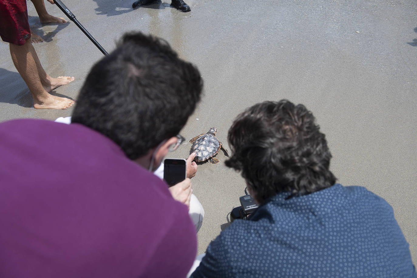 Fotos: Las tortugas bobas de La Manga descubren el mar