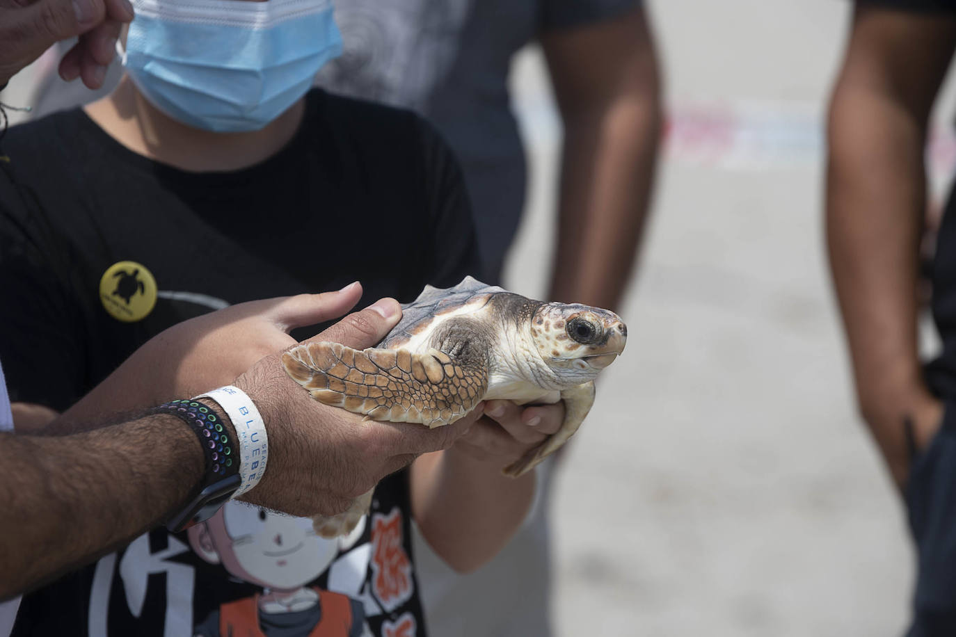 Fotos: Las tortugas bobas de La Manga descubren el mar