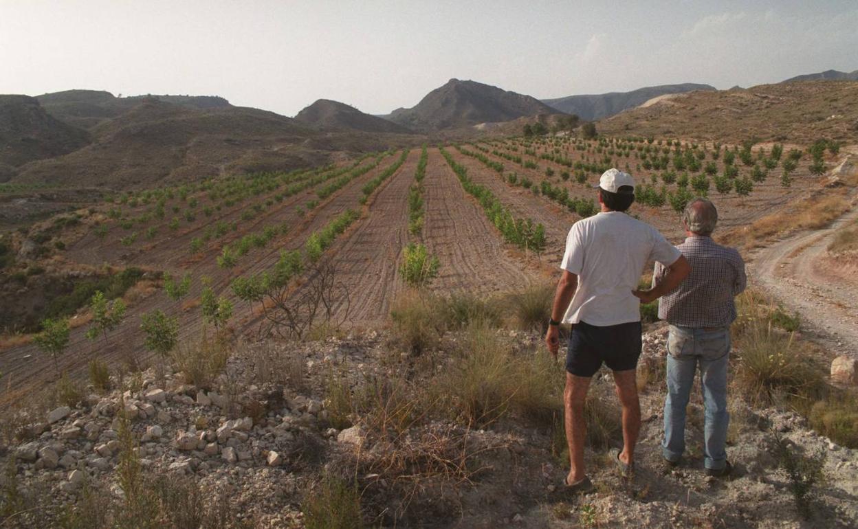 Nogales plantados en la finca El Chopillo, en una imagen tomada en 1999.