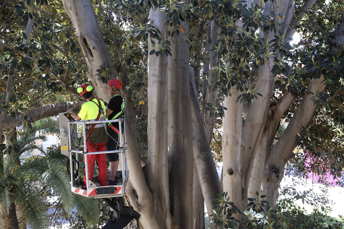 Fotos: Chequeo a los grandes ficus de Murcia