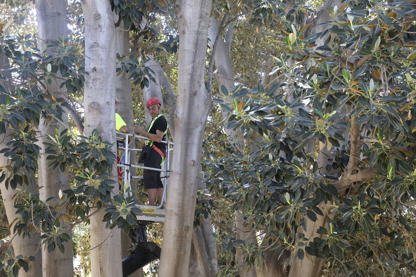 Fotos: Chequeo a los grandes ficus de Murcia