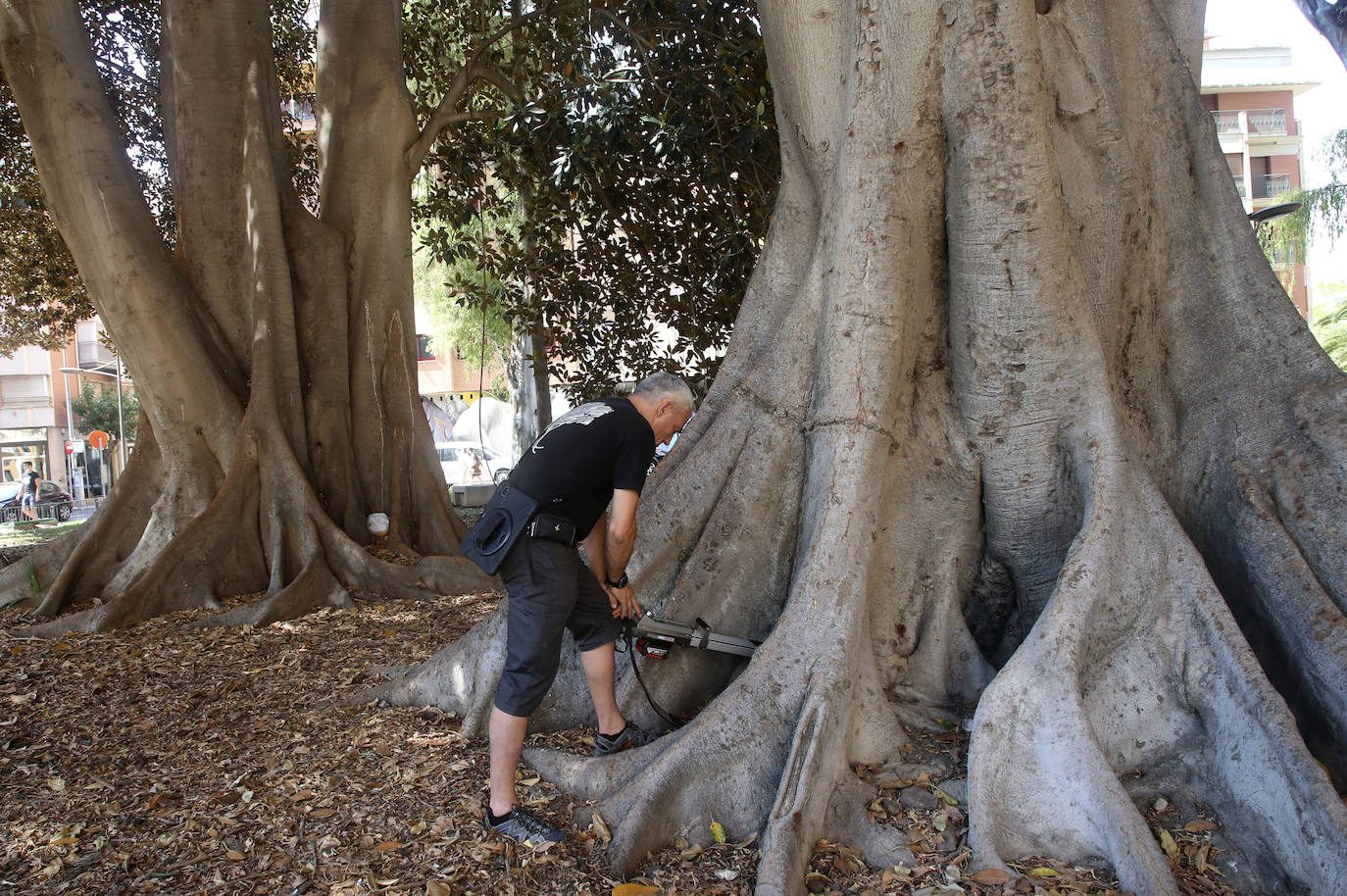 Fotos: Chequeo a los grandes ficus de Murcia