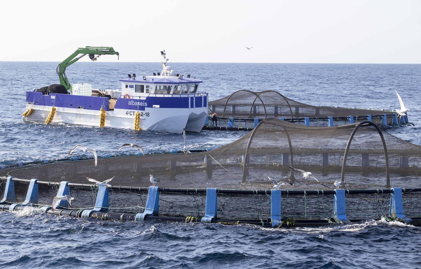 Fotos: Viveros marinos de doradas y lubinas en San Pedro