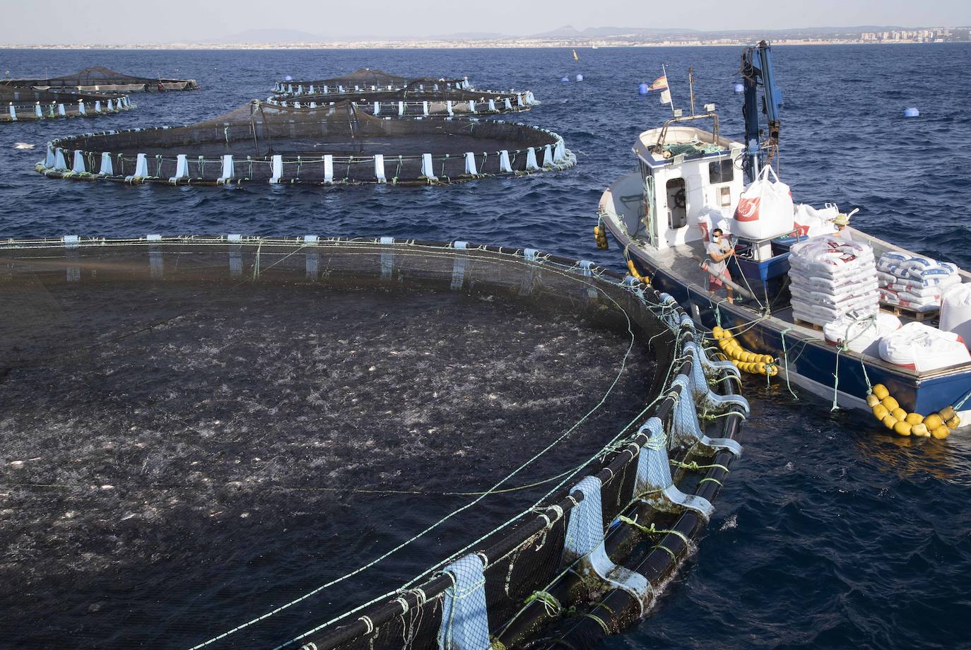 Fotos: Viveros marinos de doradas y lubinas en San Pedro