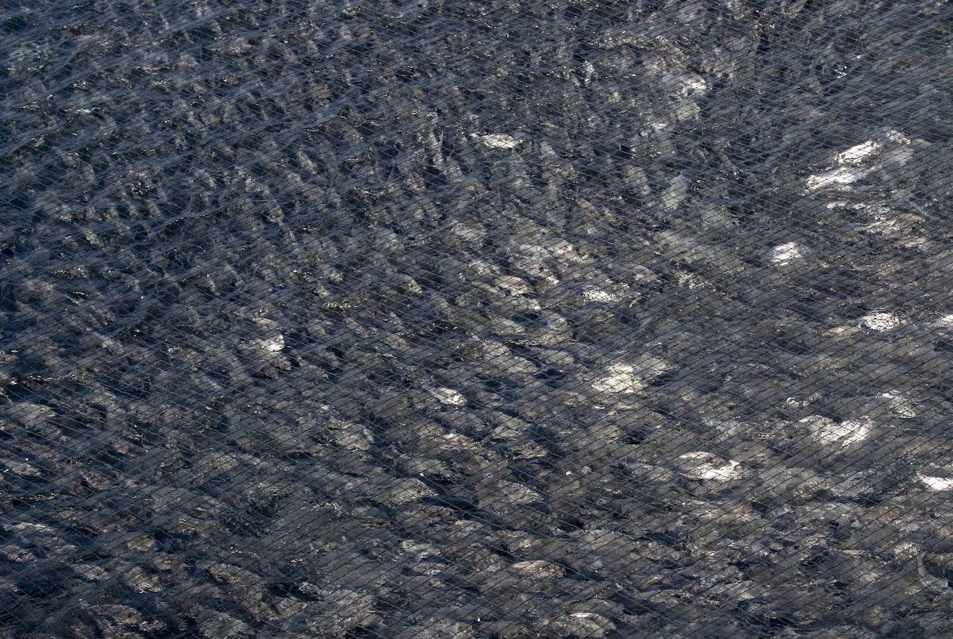 Fotos: Viveros marinos de doradas y lubinas en San Pedro