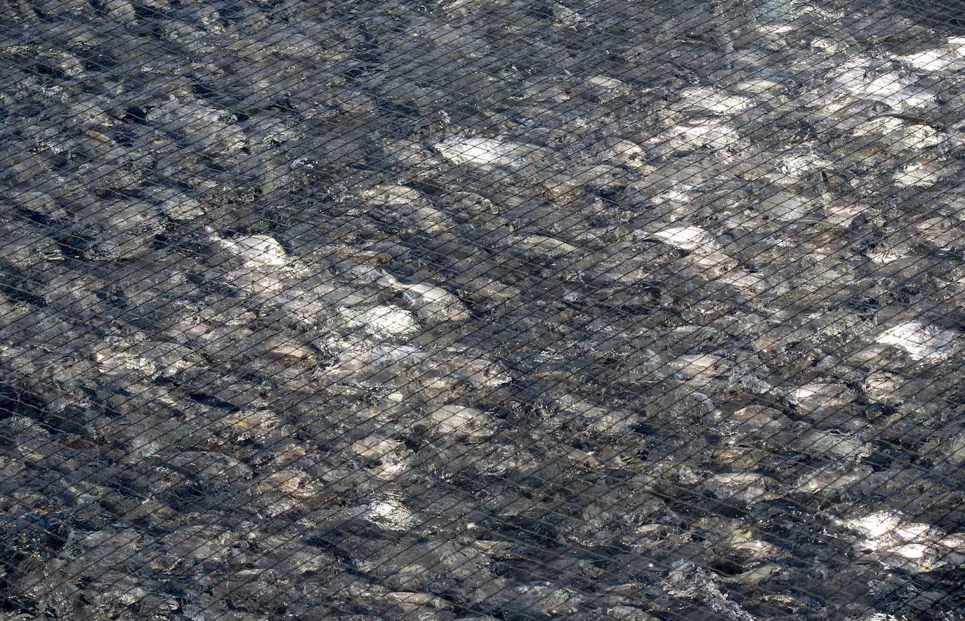 Fotos: Viveros marinos de doradas y lubinas en San Pedro