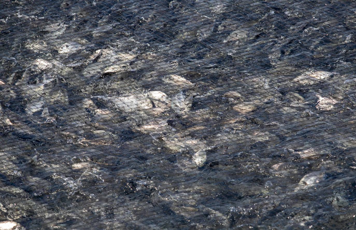 Fotos: Viveros marinos de doradas y lubinas en San Pedro