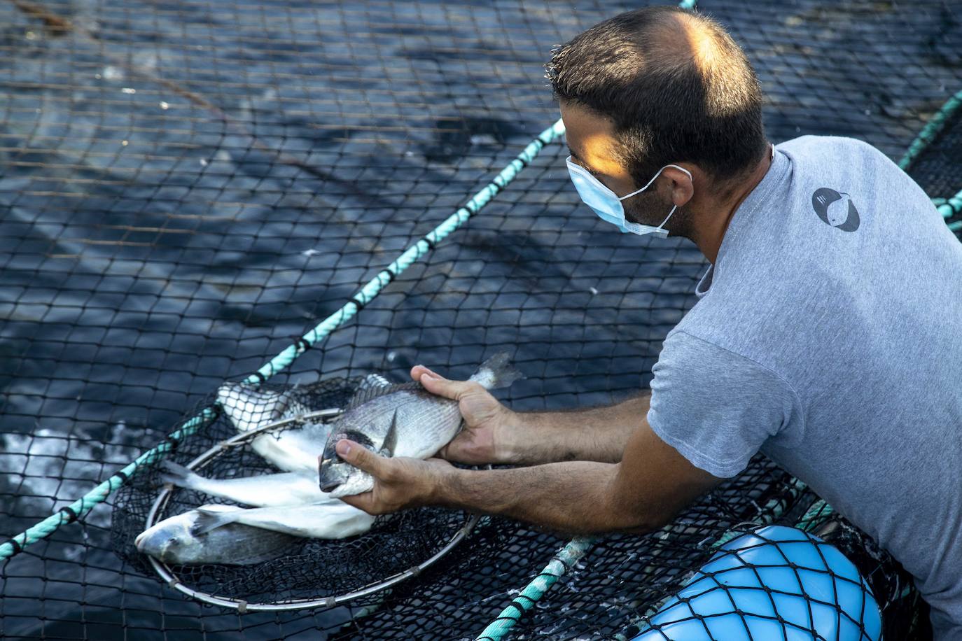 Fotos: Viveros marinos de doradas y lubinas en San Pedro