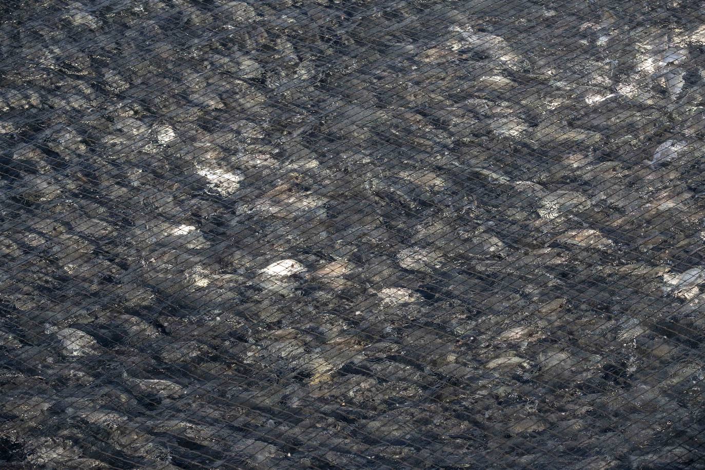 Fotos: Viveros marinos de doradas y lubinas en San Pedro