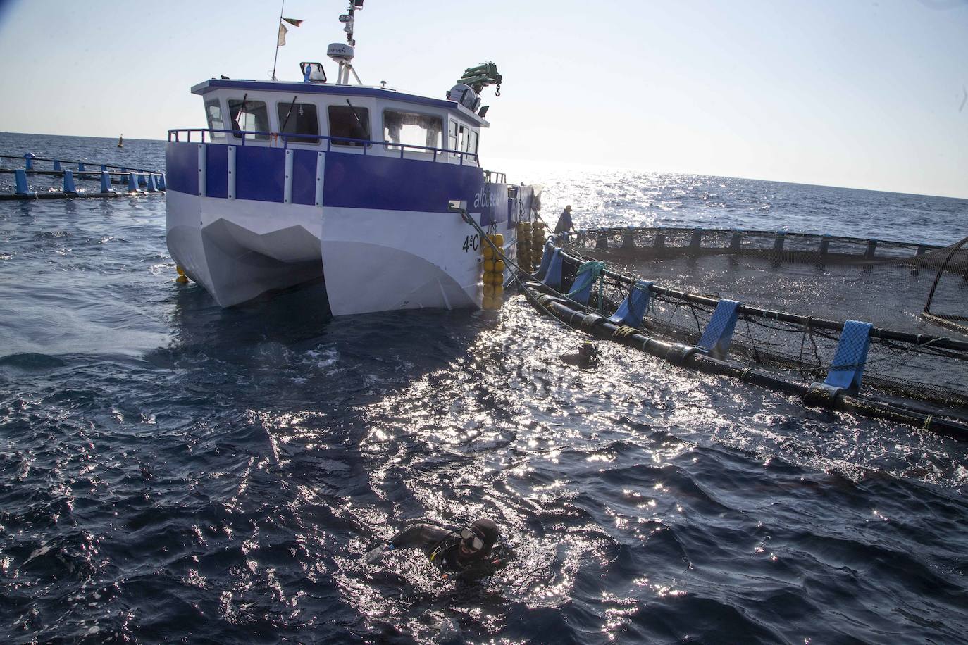 Fotos: Viveros marinos de doradas y lubinas en San Pedro