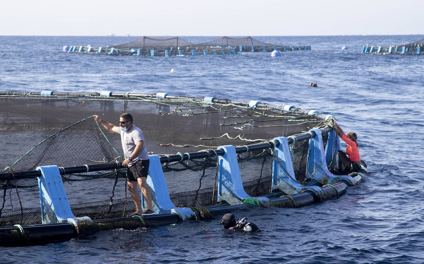 Fotos: Viveros marinos de doradas y lubinas en San Pedro