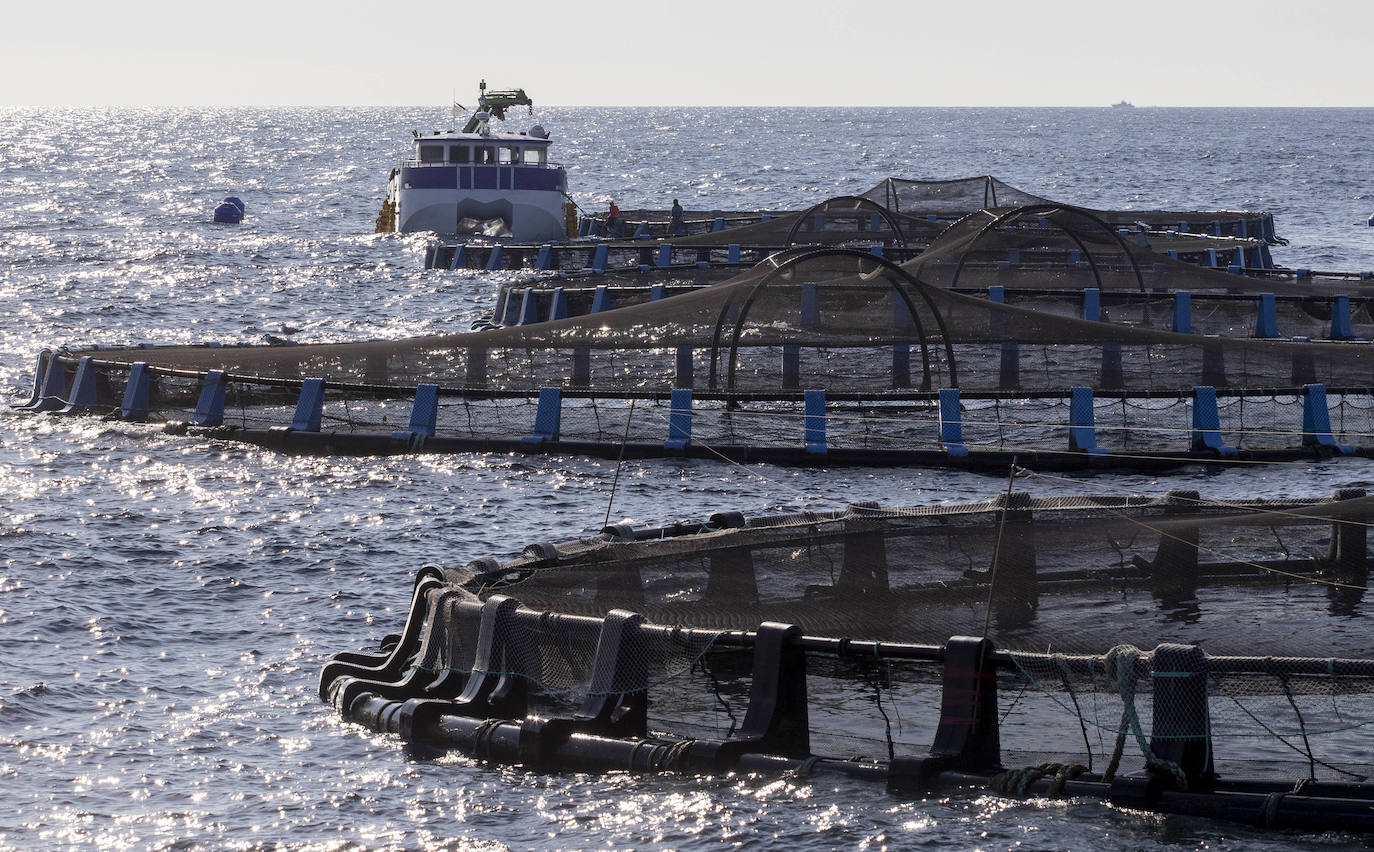 Fotos: Viveros marinos de doradas y lubinas en San Pedro